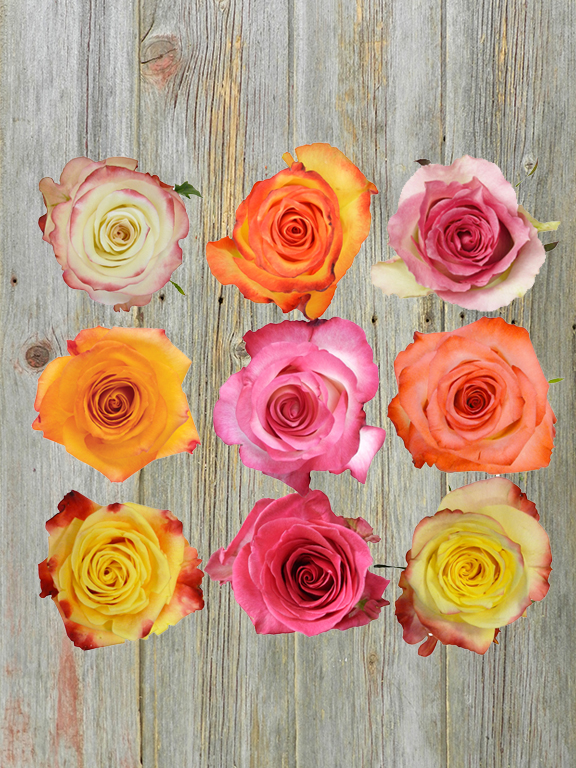 BI-COLOR ASSORTED COLOR ROSES